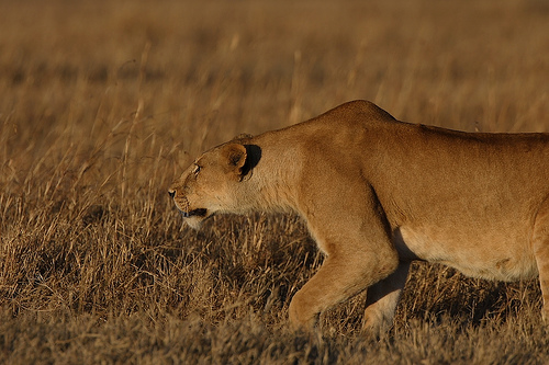 market segmentation lion doing a lead generation exercise